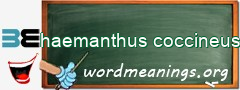 WordMeaning blackboard for haemanthus coccineus